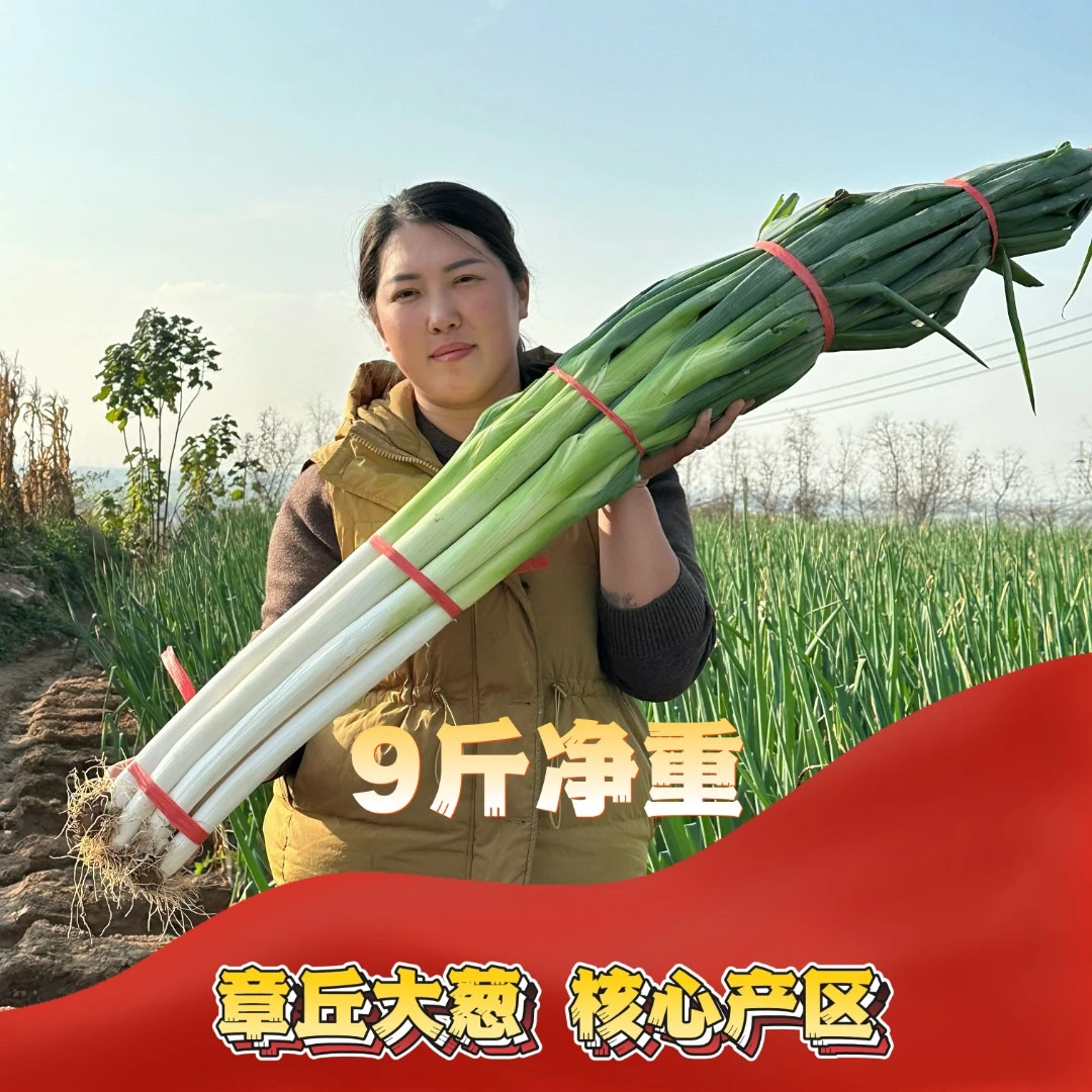 山东章丘大葱原产地直销源头种植新鲜采摘产地直发高大脆白甜营养