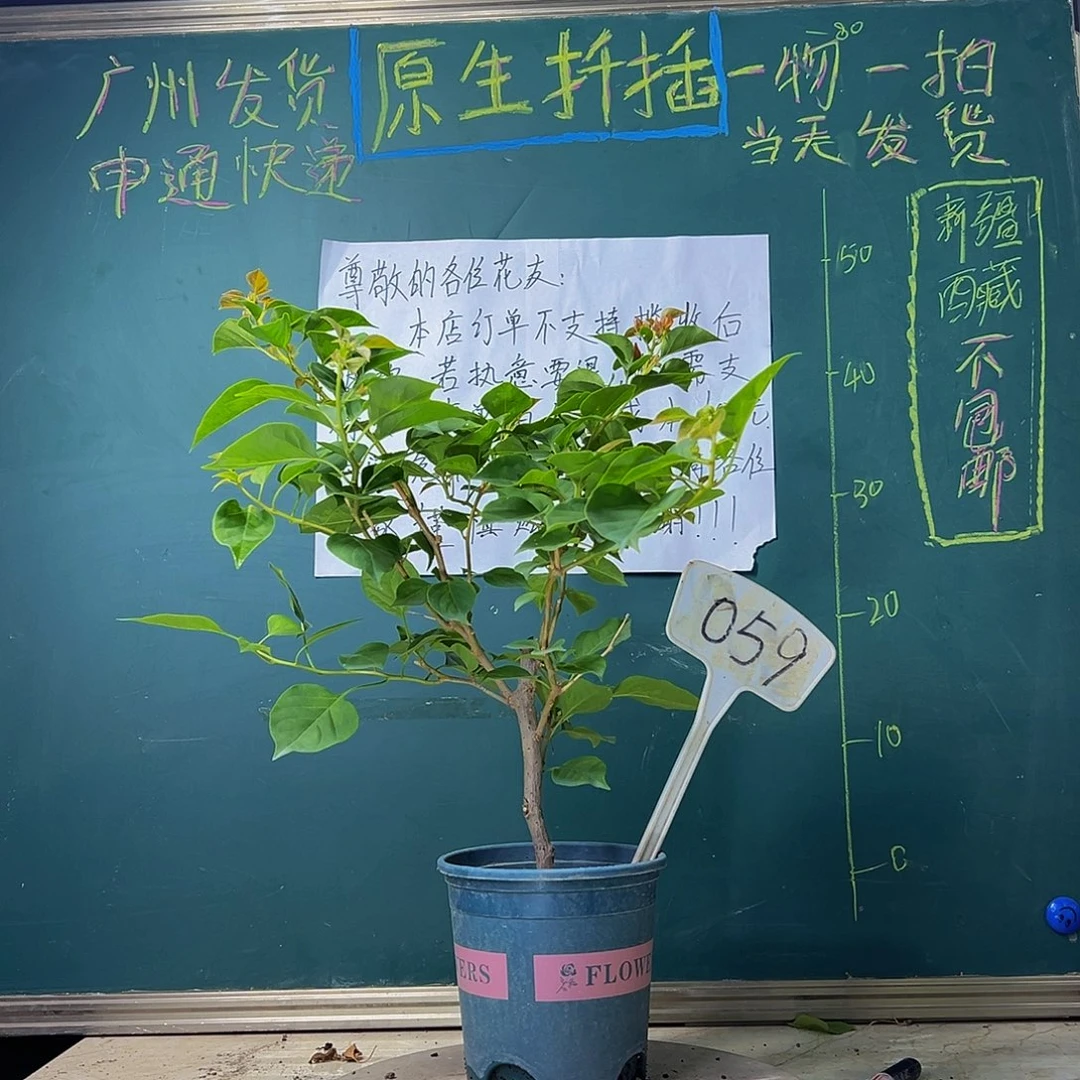 当前无花栽培后可以开花 暗斑夕阳红  059