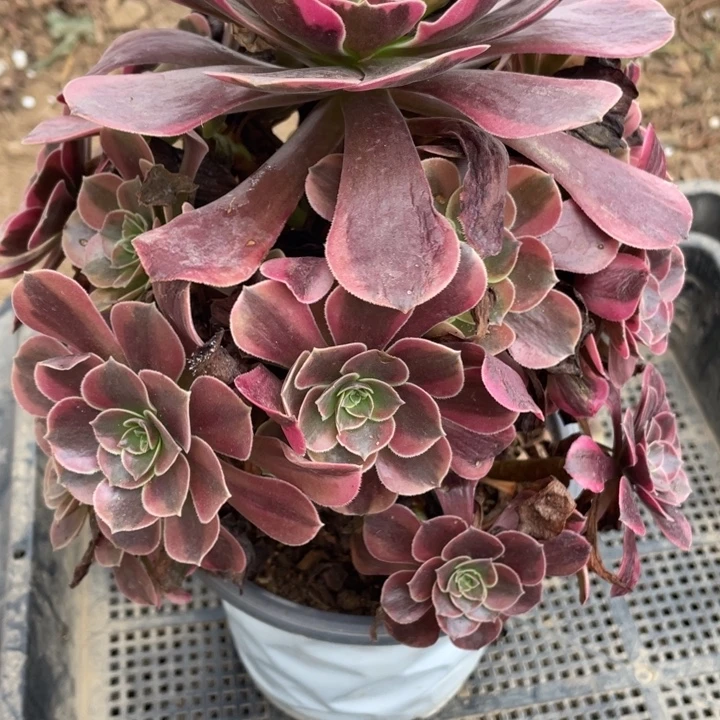 全部花朵431多肉植物凤冠