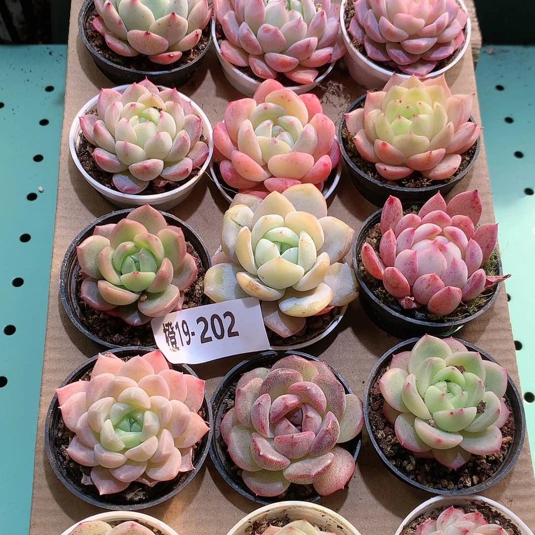 19-202一物一拍带盆18颗。