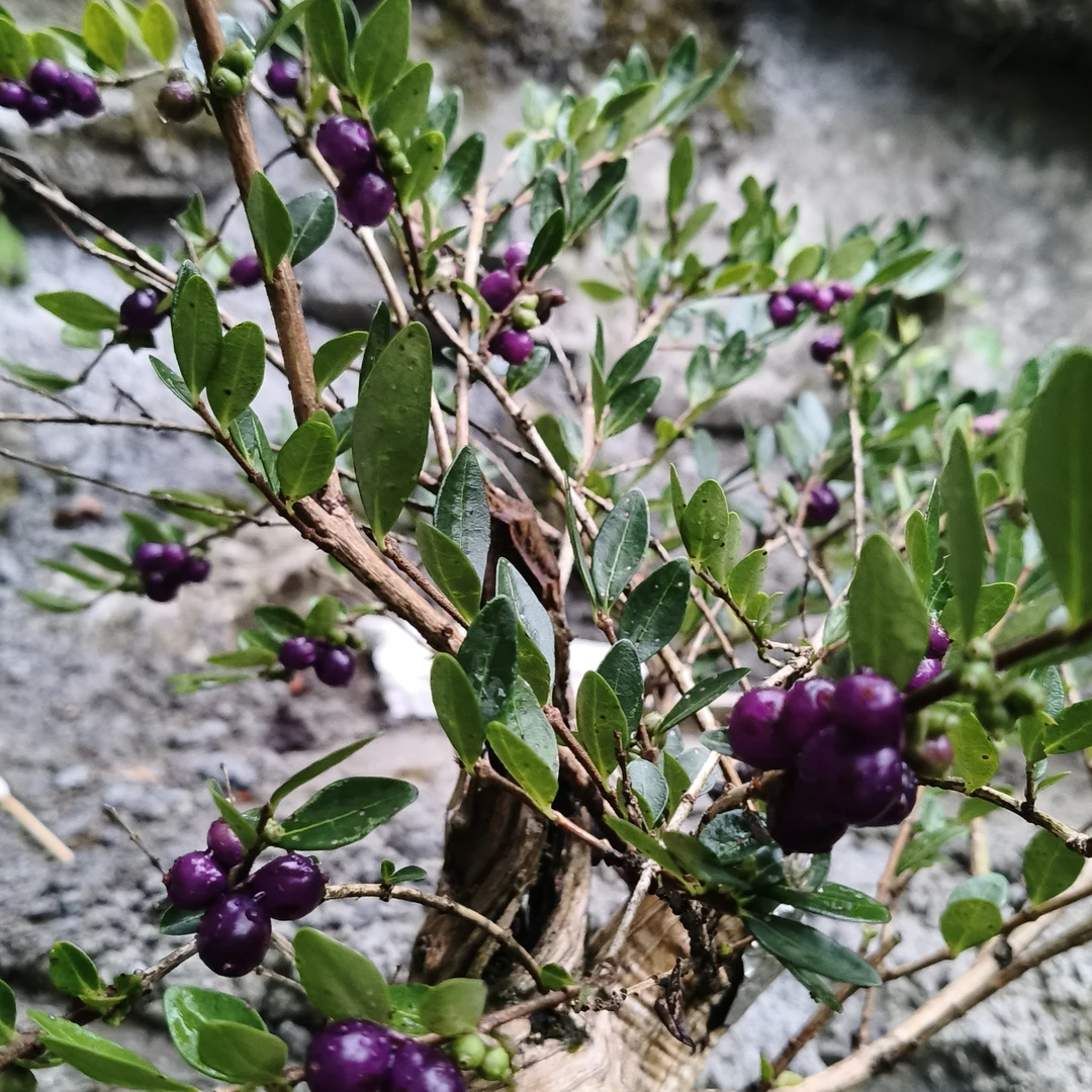 忍冬精品盆栽花卉植物观赏佳品