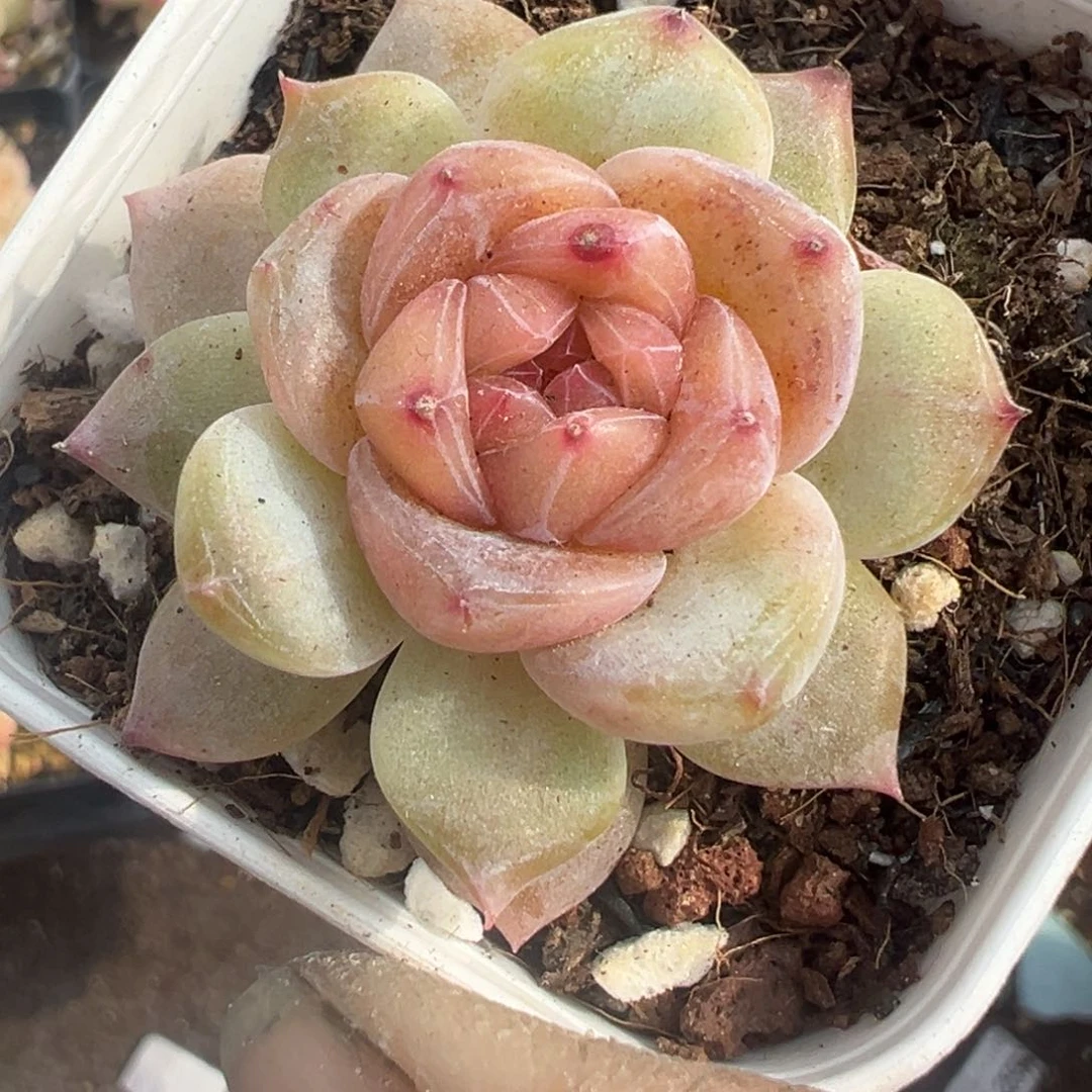 小卡拉米糖心一物一拍