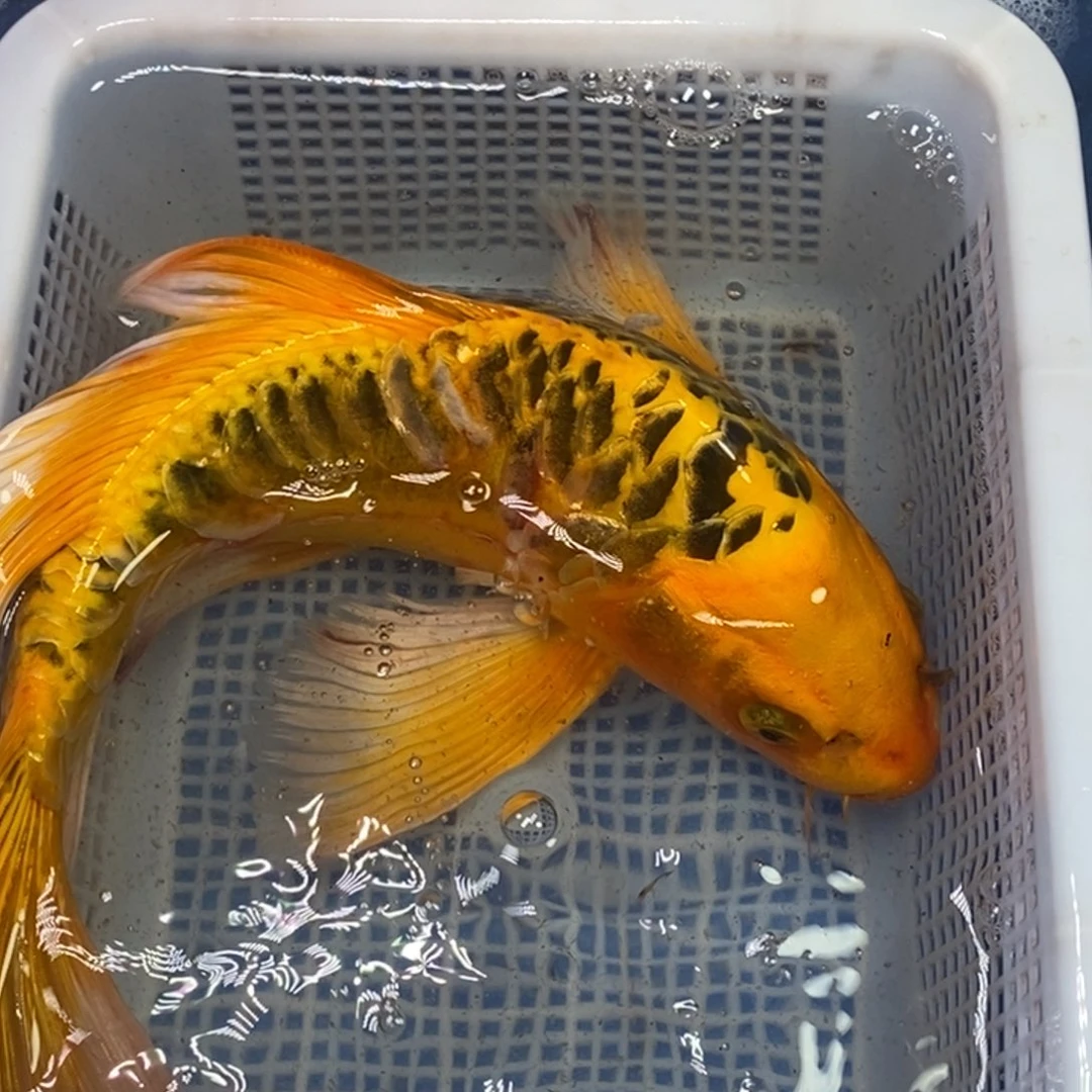 锦鲤冷水锦鲤包邮