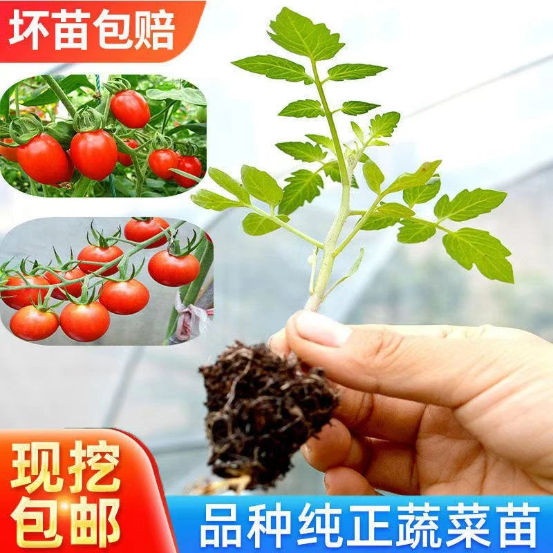 矮生番茄盆栽大西红柿小番茄红圣女黄圣女新鲜热门蔬菜秧苗易成活