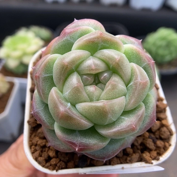一物一拍一物一拍1118-457