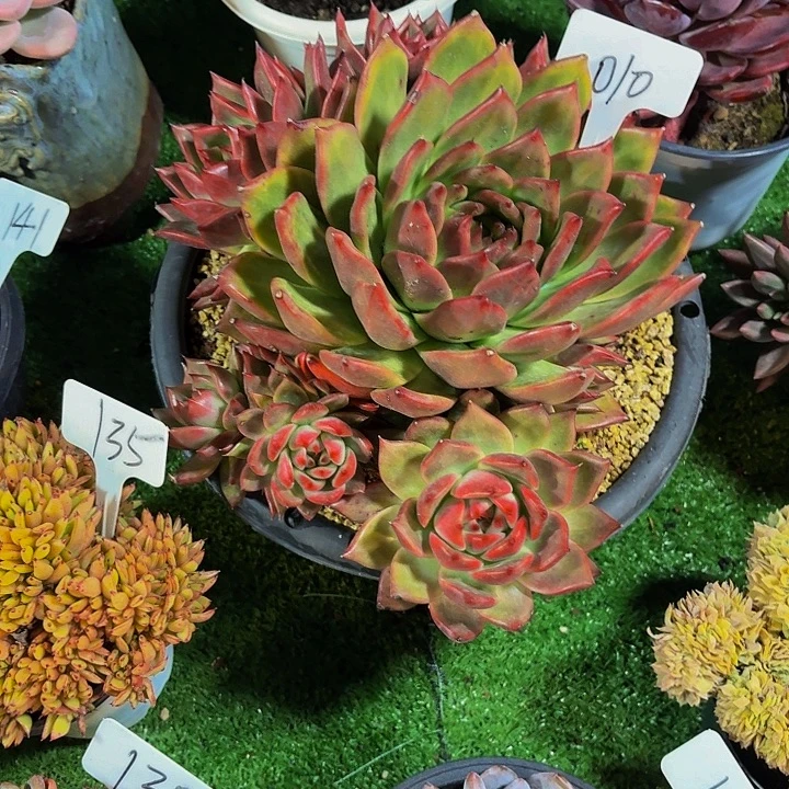 伊***陈丽娟花卉粉砖大群