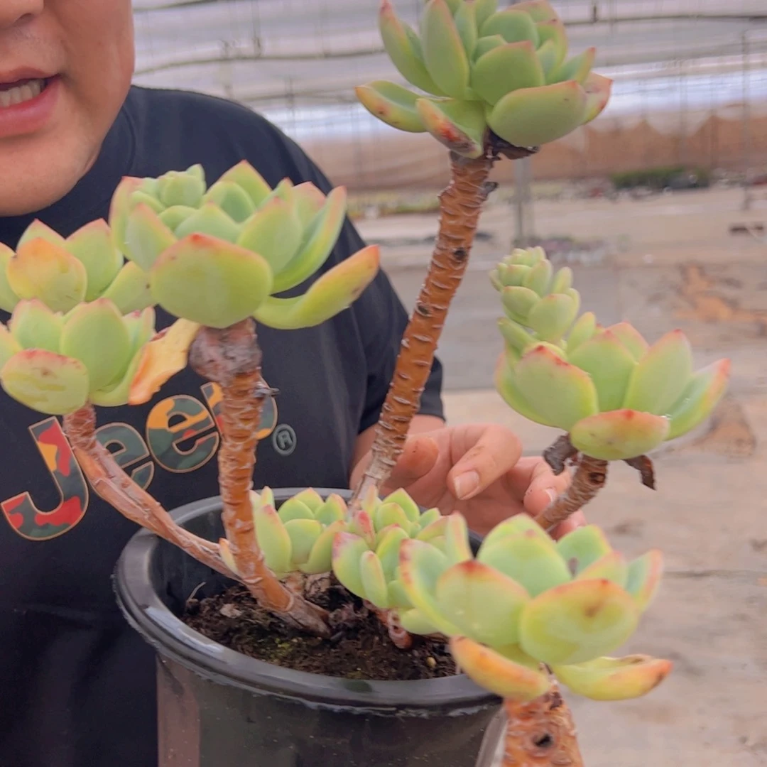 白月光高桩老桩，230杯黑盆