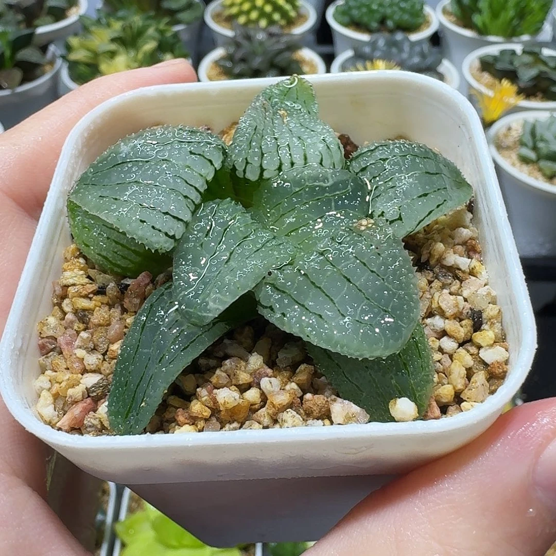 福利，天空之镜，8.8，6666