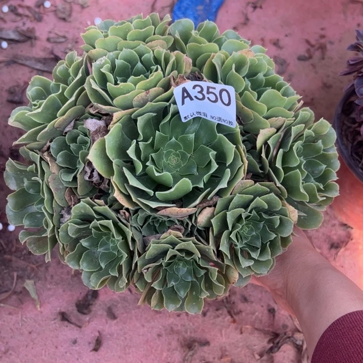 绿杨蓉多肉植物350.