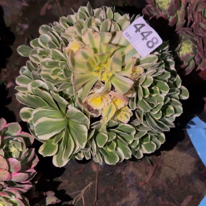 448迈巴赫多肉植物不售后