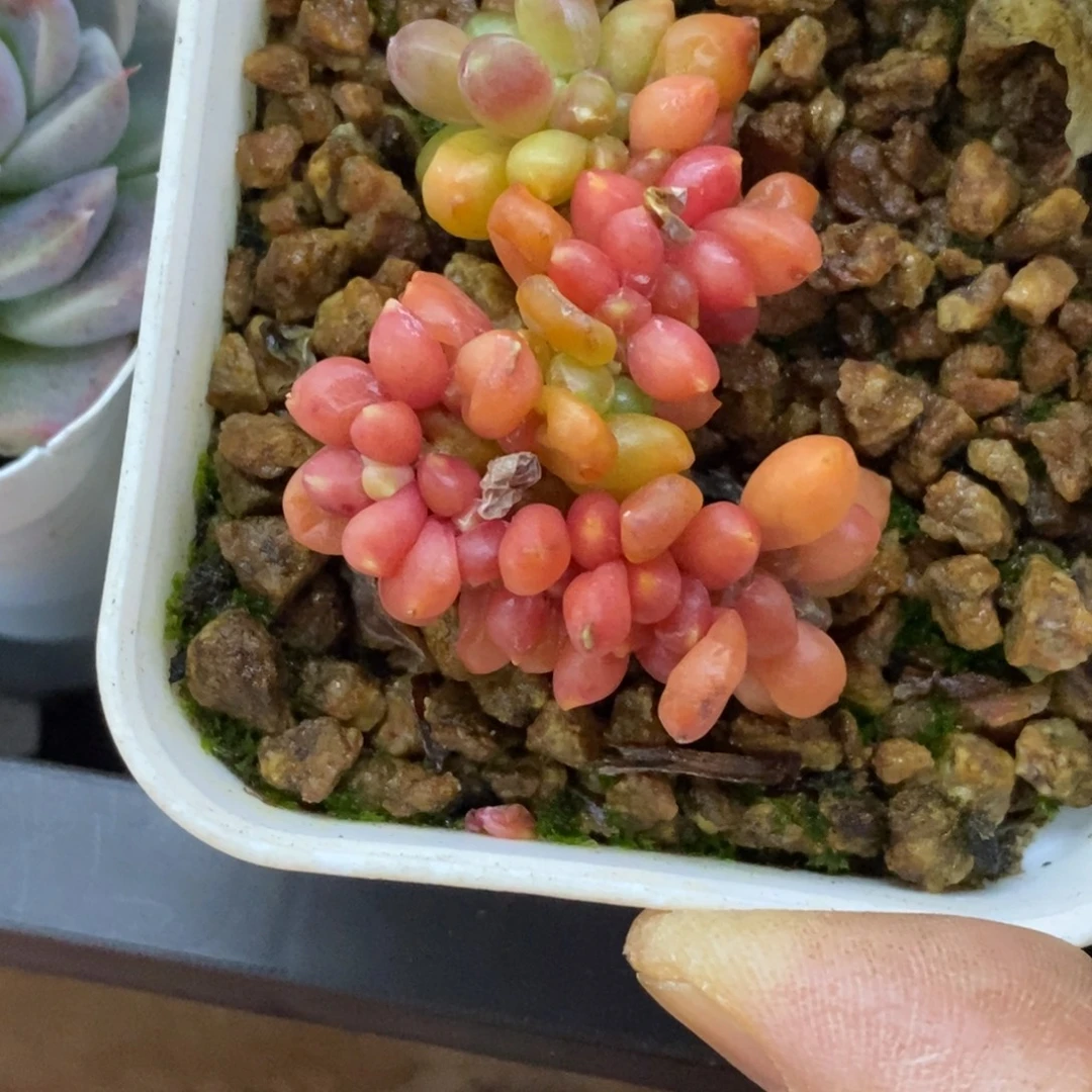 精品多肉一物一拍不包整372