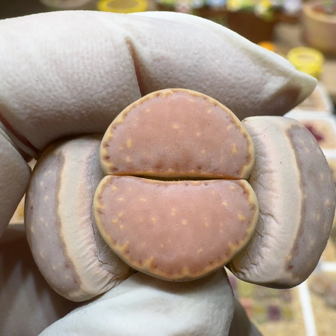 布****40223-22饼干编号216