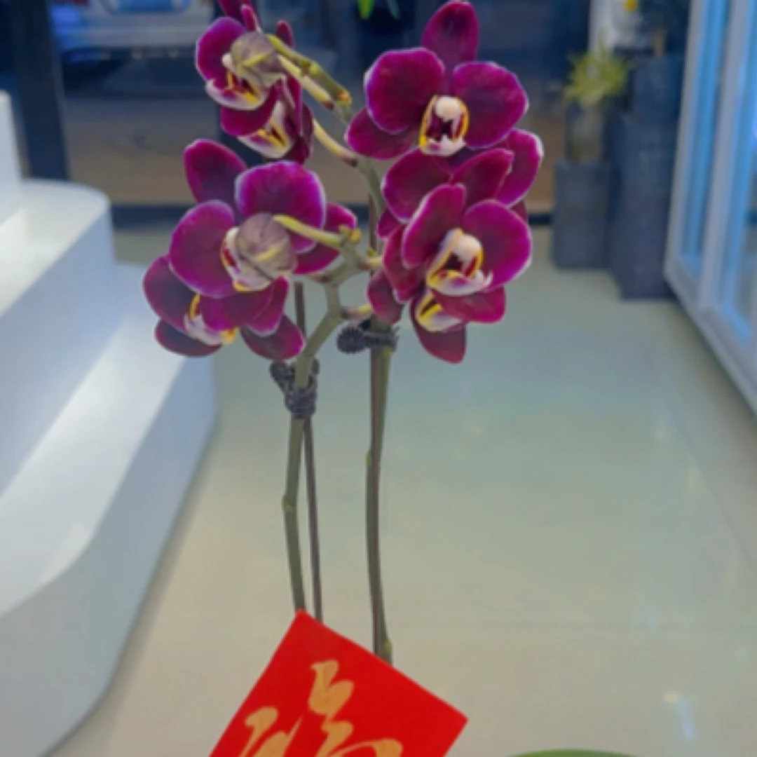 巧克力蝴蝶蓝幸福到来，事事顺心