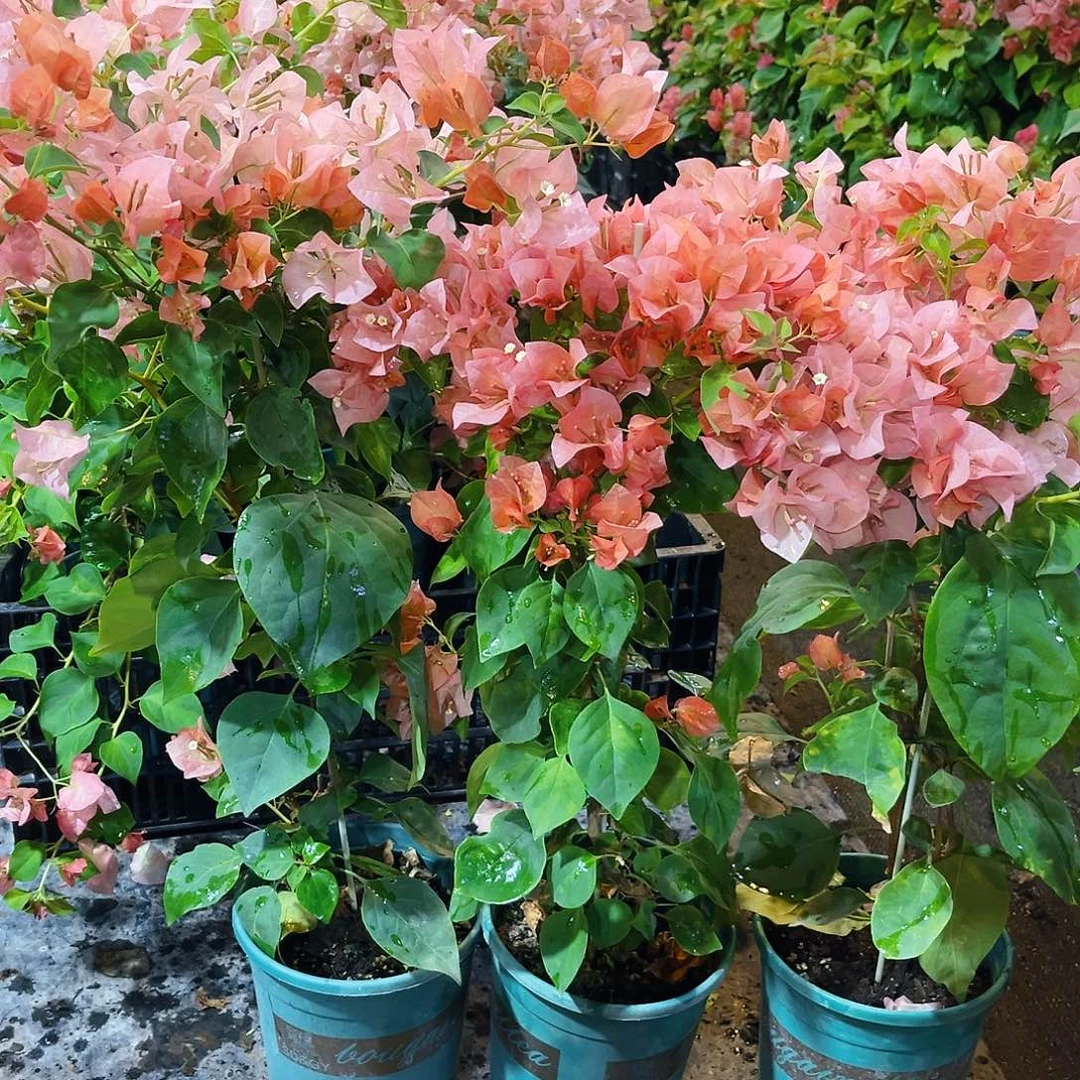 大部分花苞少量开放橙日落带竹一颗