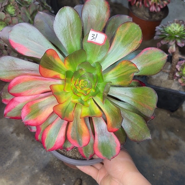 巫毒七彩31多肉植物