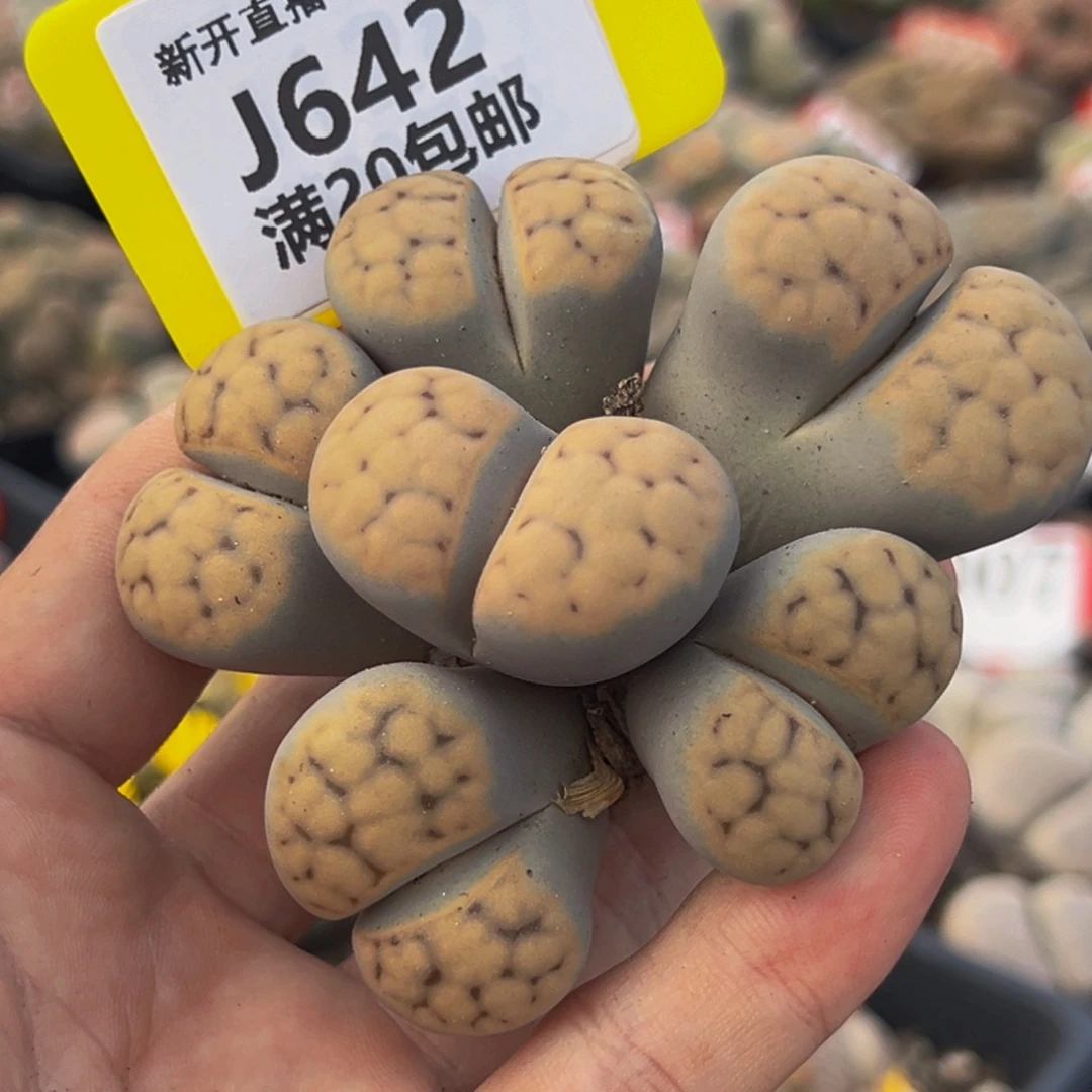 642 大群生大群生大群生