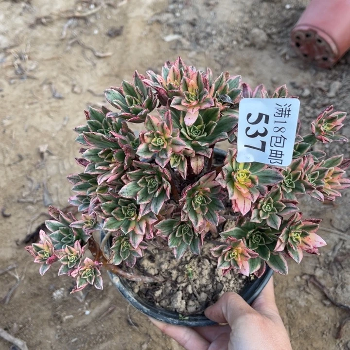 537甜茶小朵朵2号棚