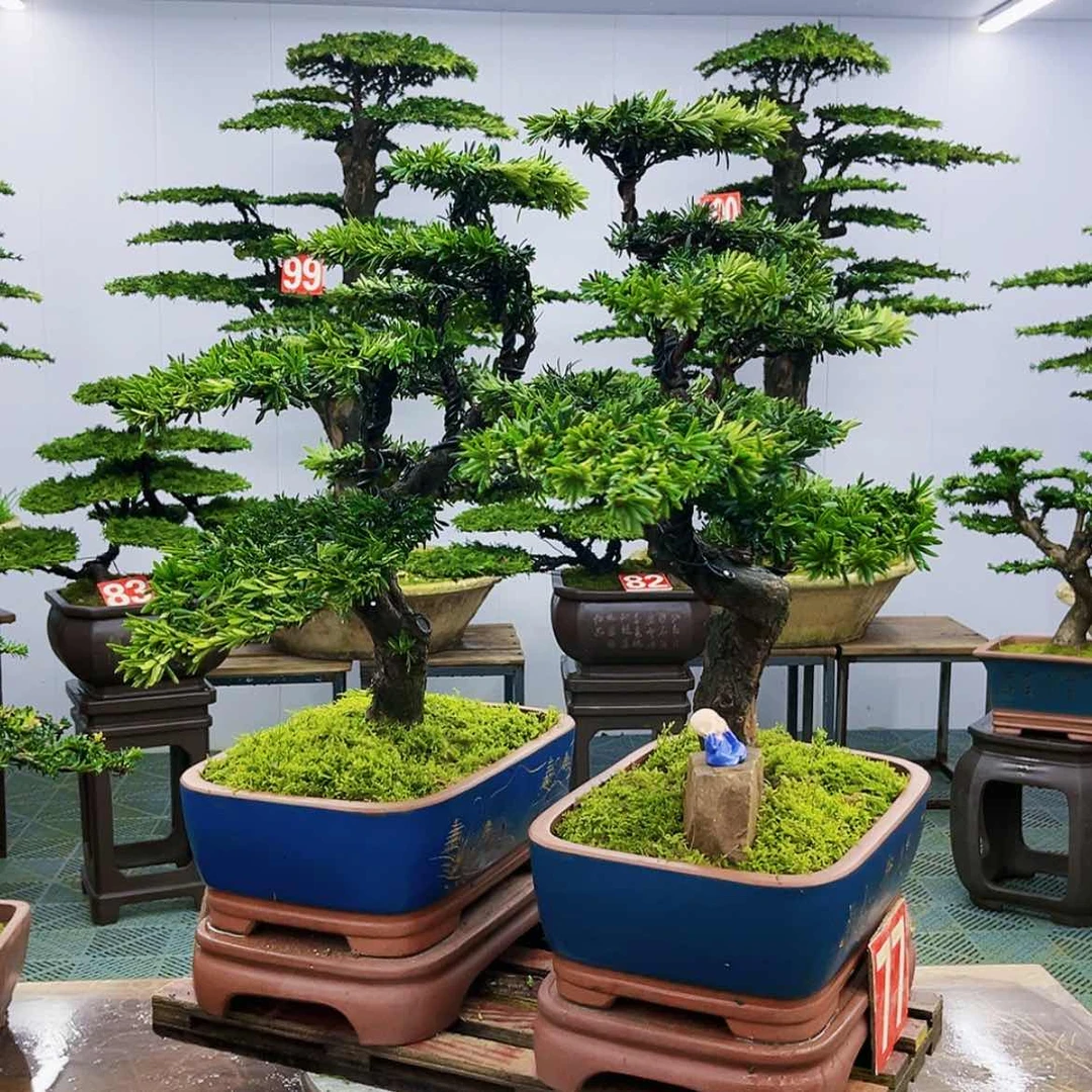 【闪购商品】罗汉松盆景的艺术