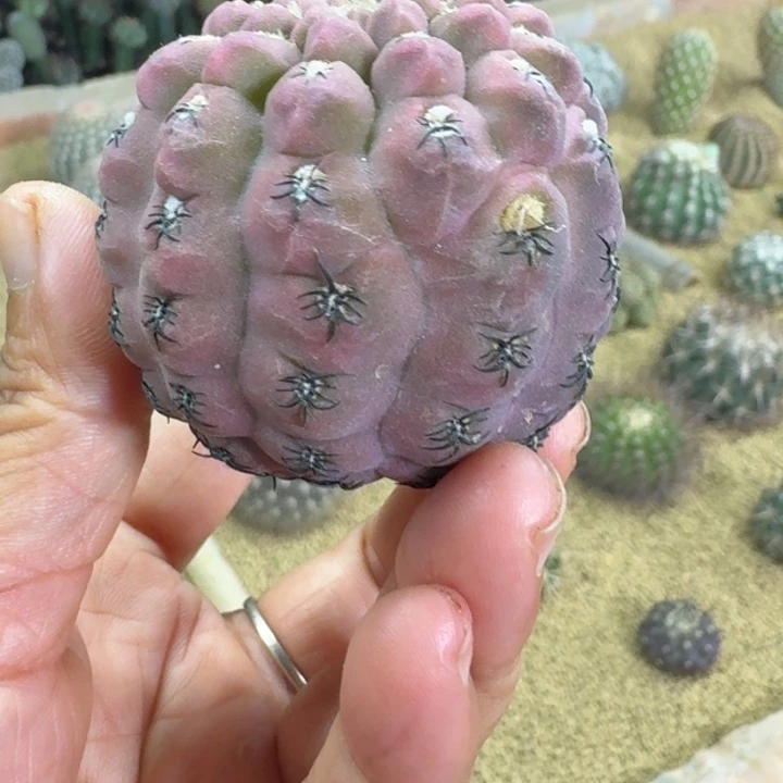 仙人球，绿体豹头，有根