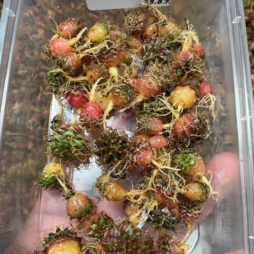 米哈实生自然锦练手球50棵左右131