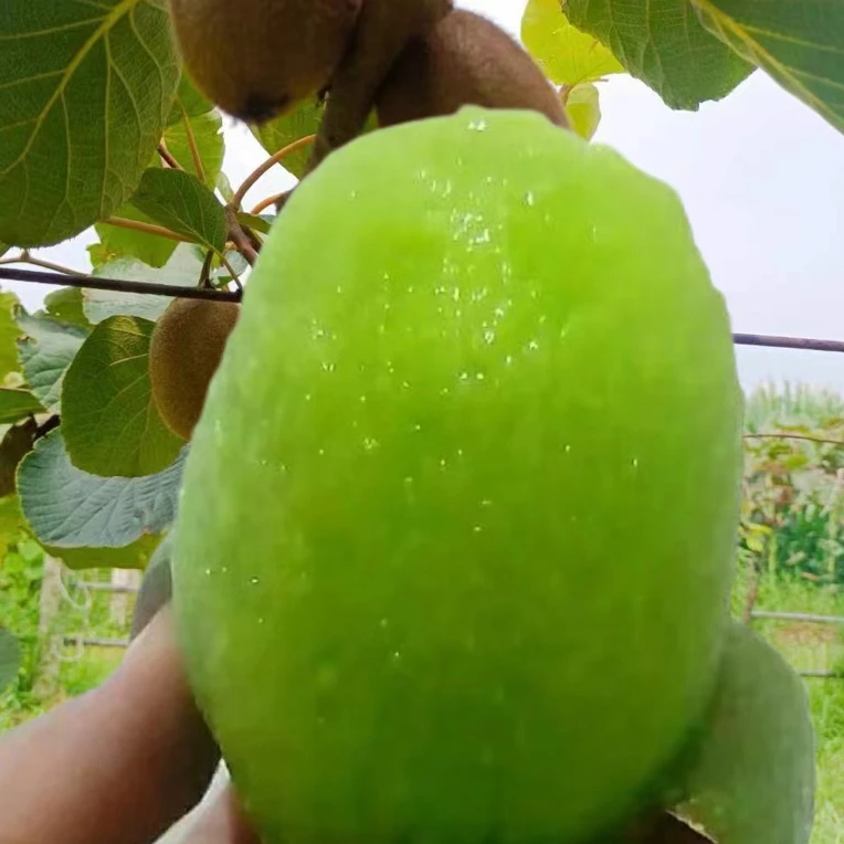 陕西正宗绿心翠香猕猴桃新鲜当季水果香甜多汁