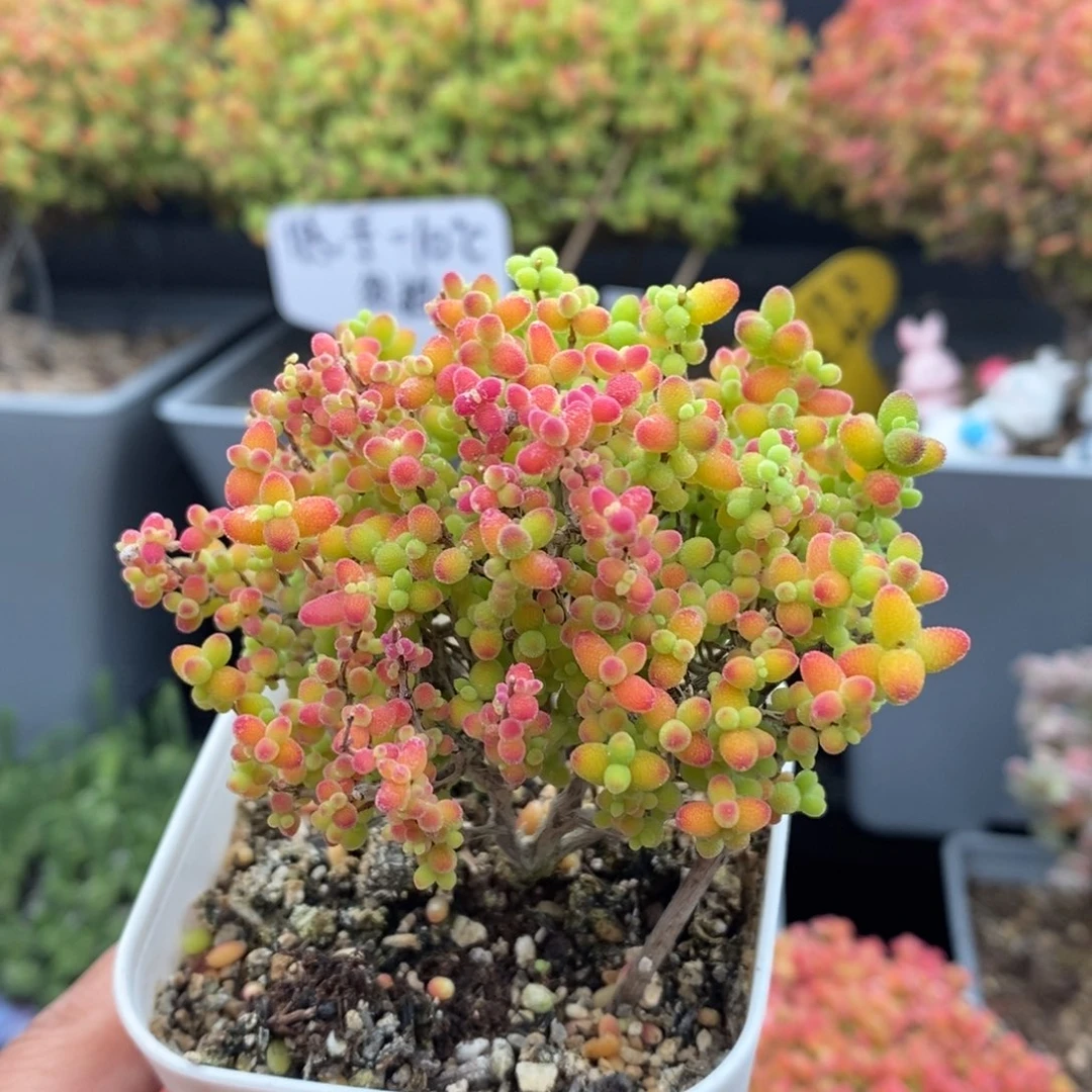 无花朵56号蜜橘糖球（特价）