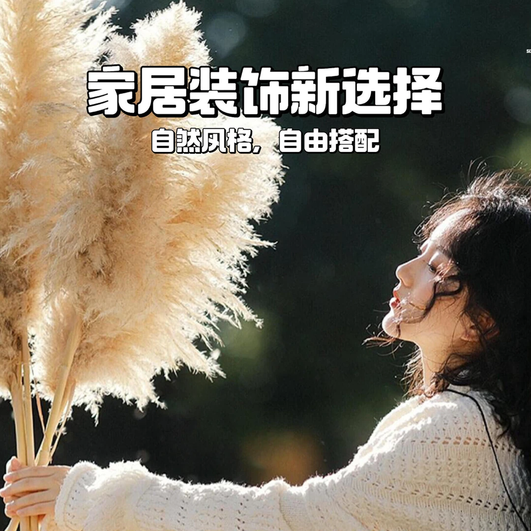 【芦苇】干花可用于家居软装装饰的亚马逊潘帕斯草