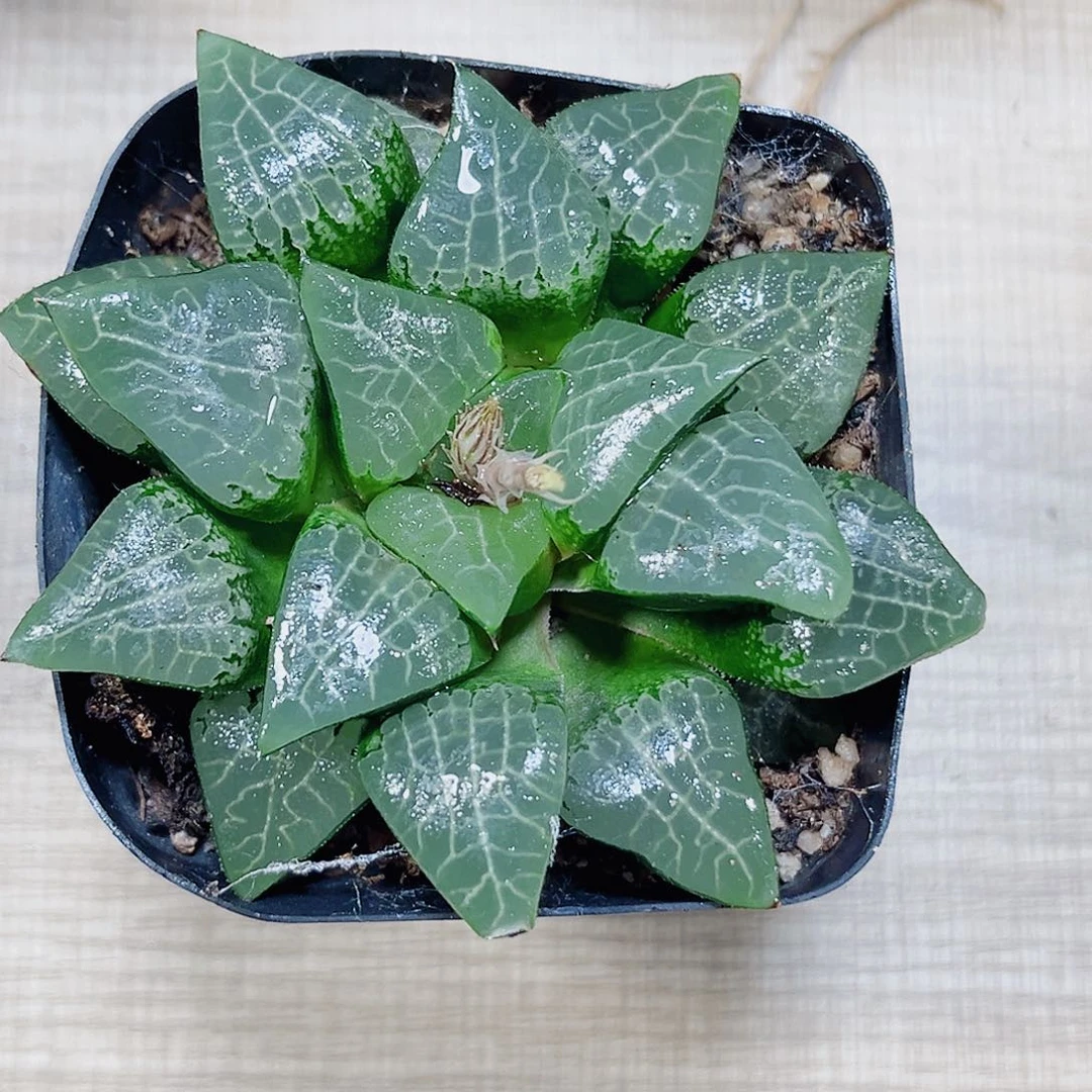 冰河多肉植物6666