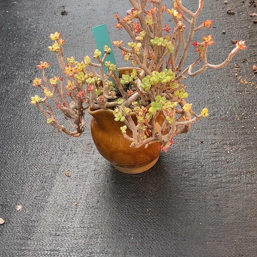 夜**兰600多肉植物老桩