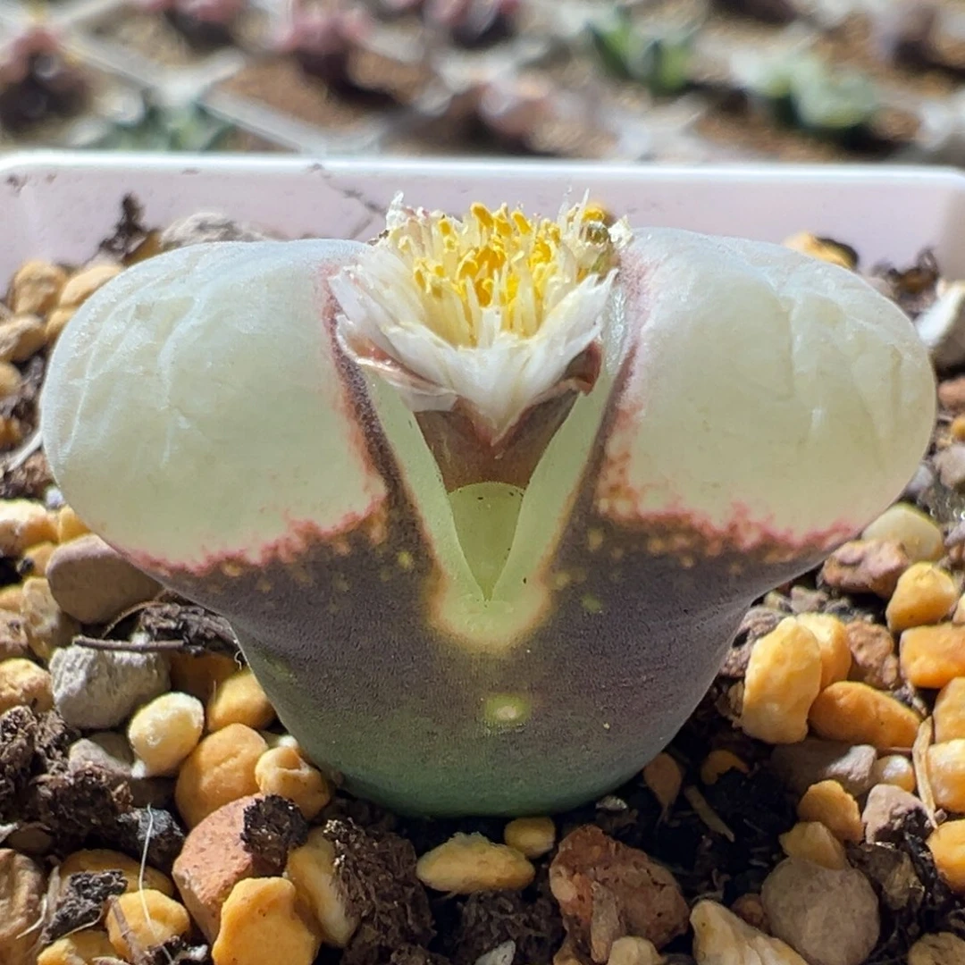 紫体白糯窗 很白 好看12