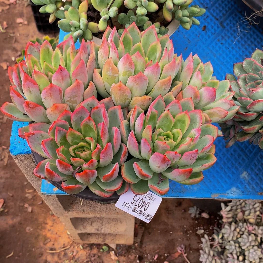 云****    绿龙多肉04075