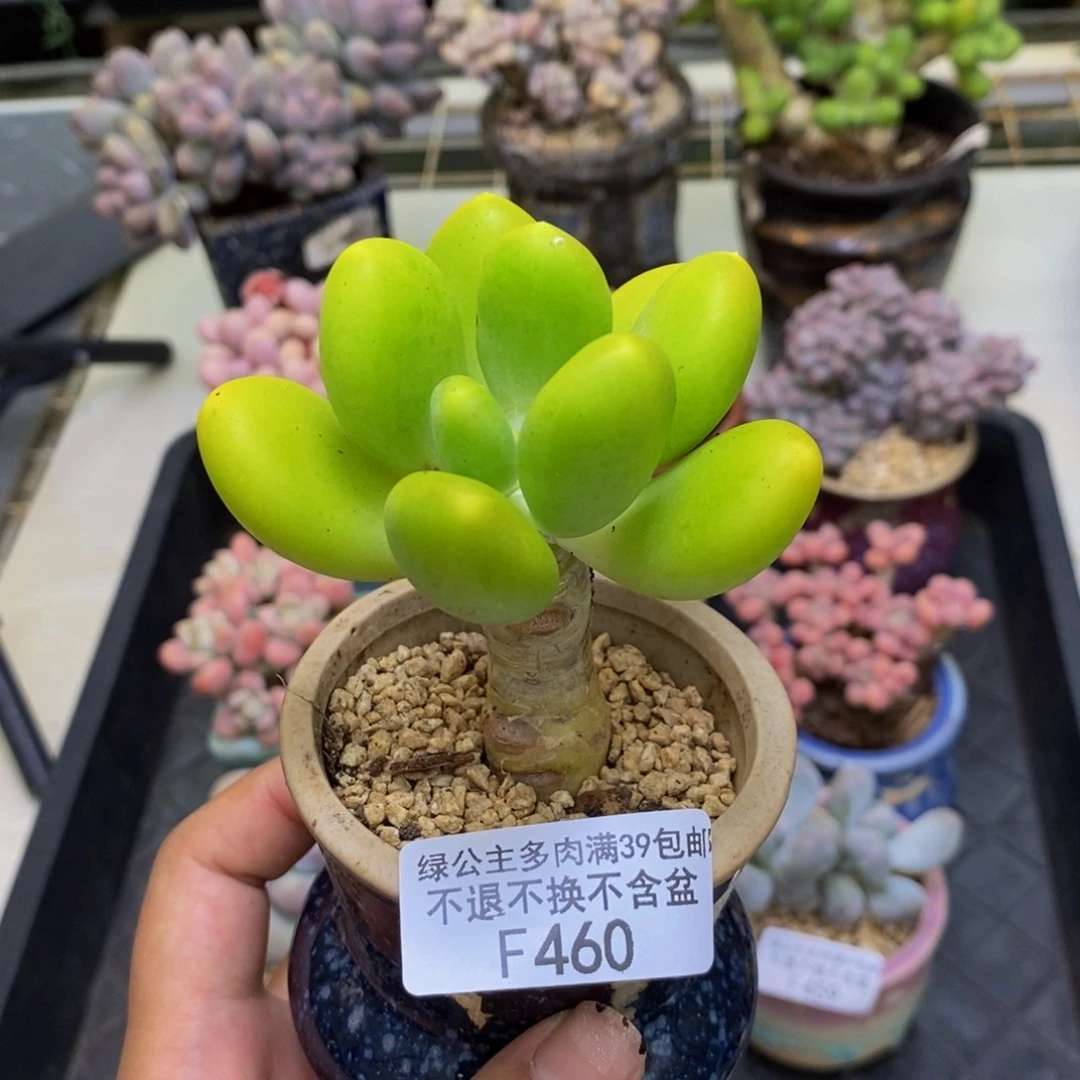 460金蟾芒果奶多肉5c m