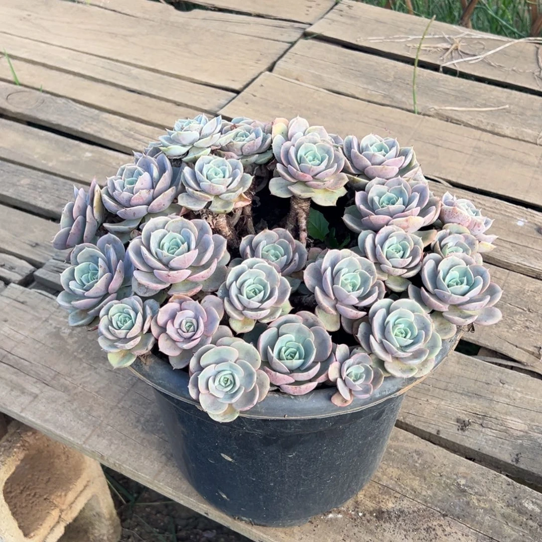 露养老桩脱土裸根太子妃