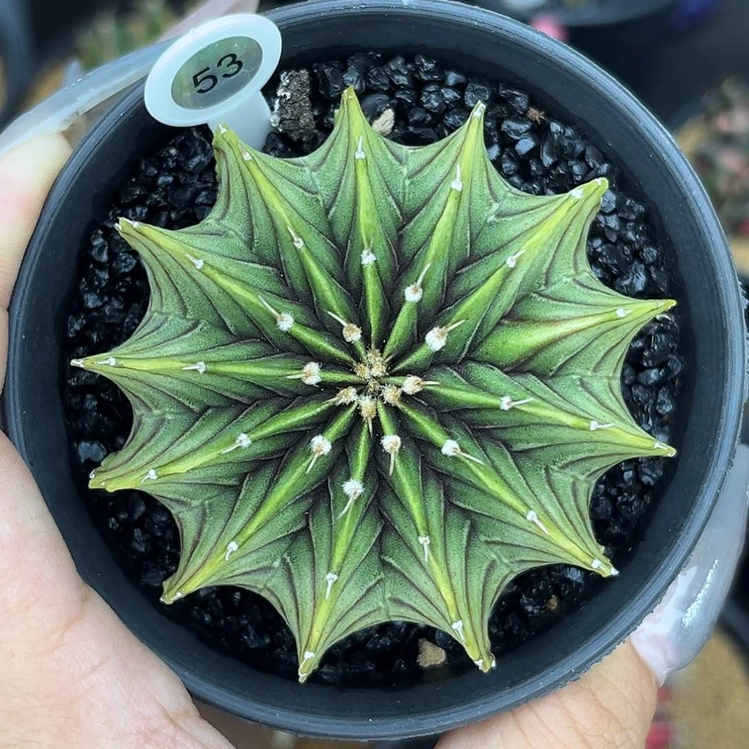 53    13棱肋骨  带盆土发货