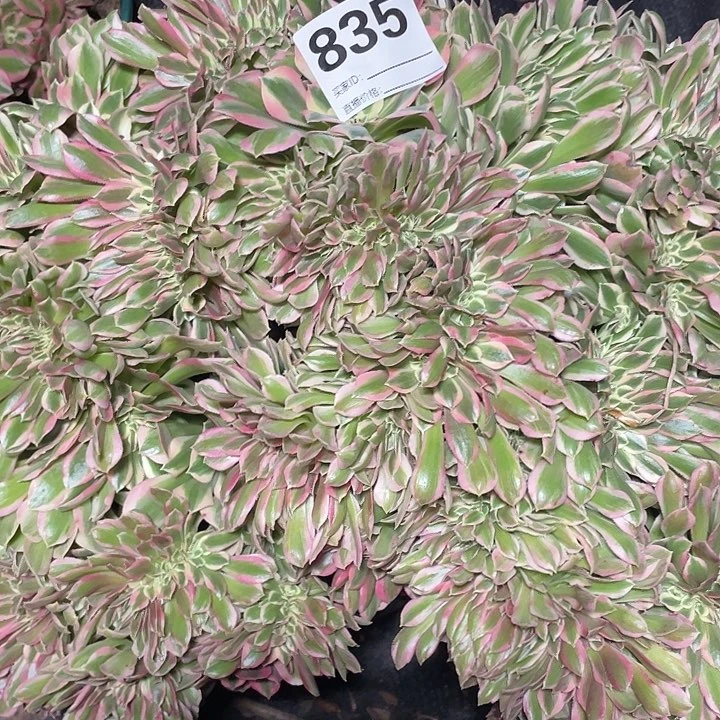 835女巫缀法师3-6