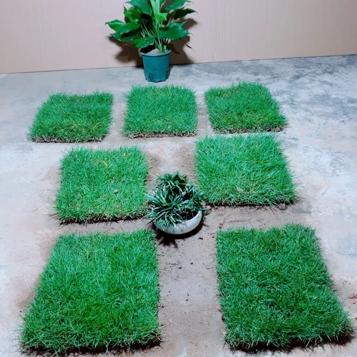 暮***朵无花朵带泥土马尼拉草坪包邮