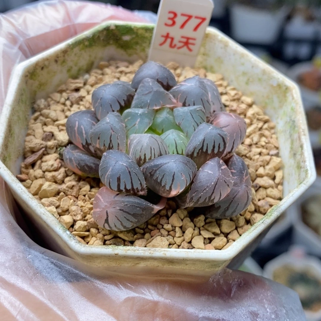 377号冰灯玉露锦带盆发货