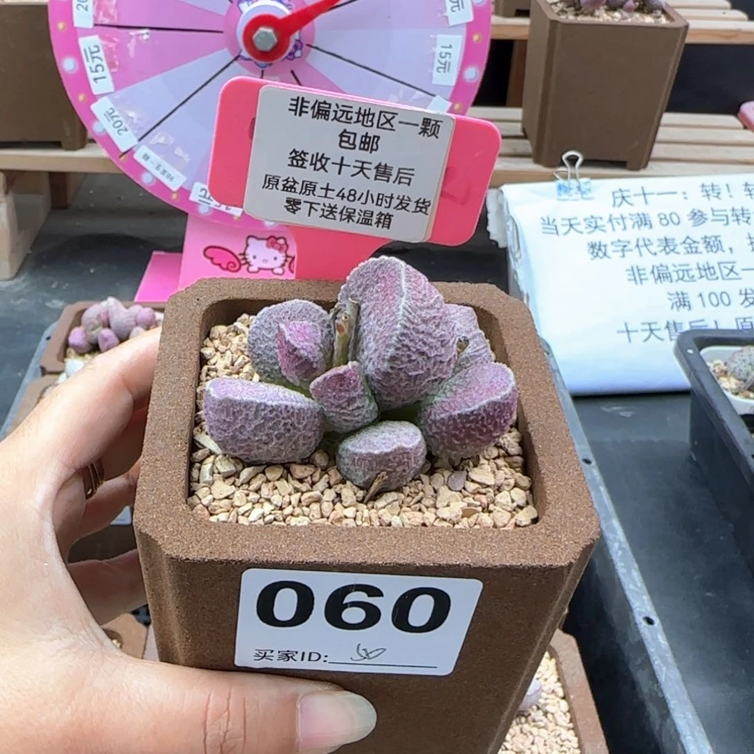 060哈莫猪肝多肉植物
