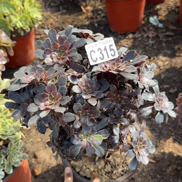 魔法师……多肉植物……