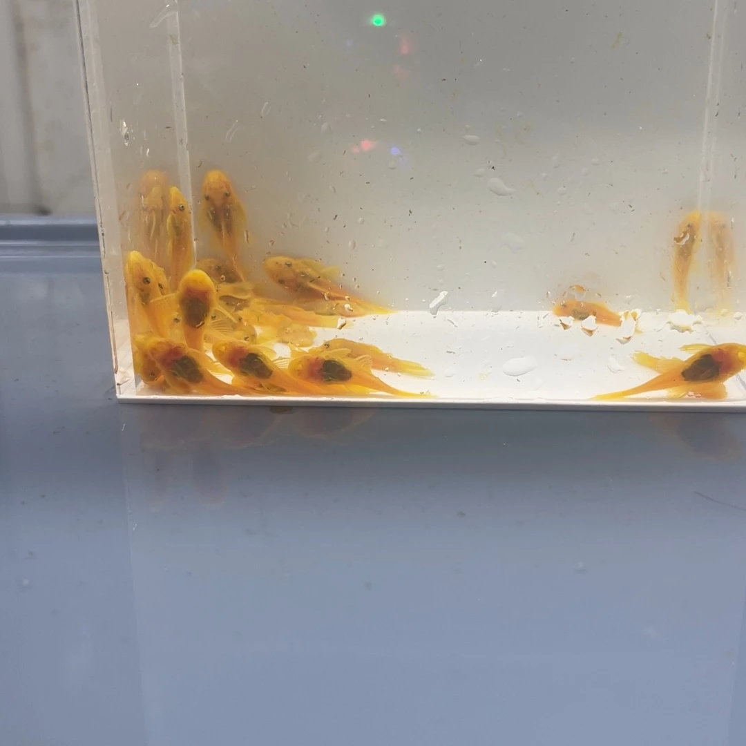 清道夫鱼小胡子30条开箱视频报损