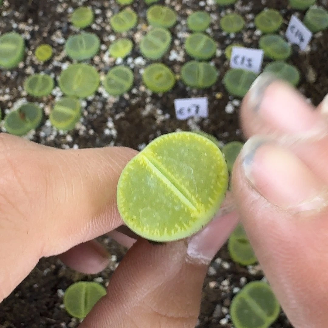 912 哈哈哈哈哈哈哈