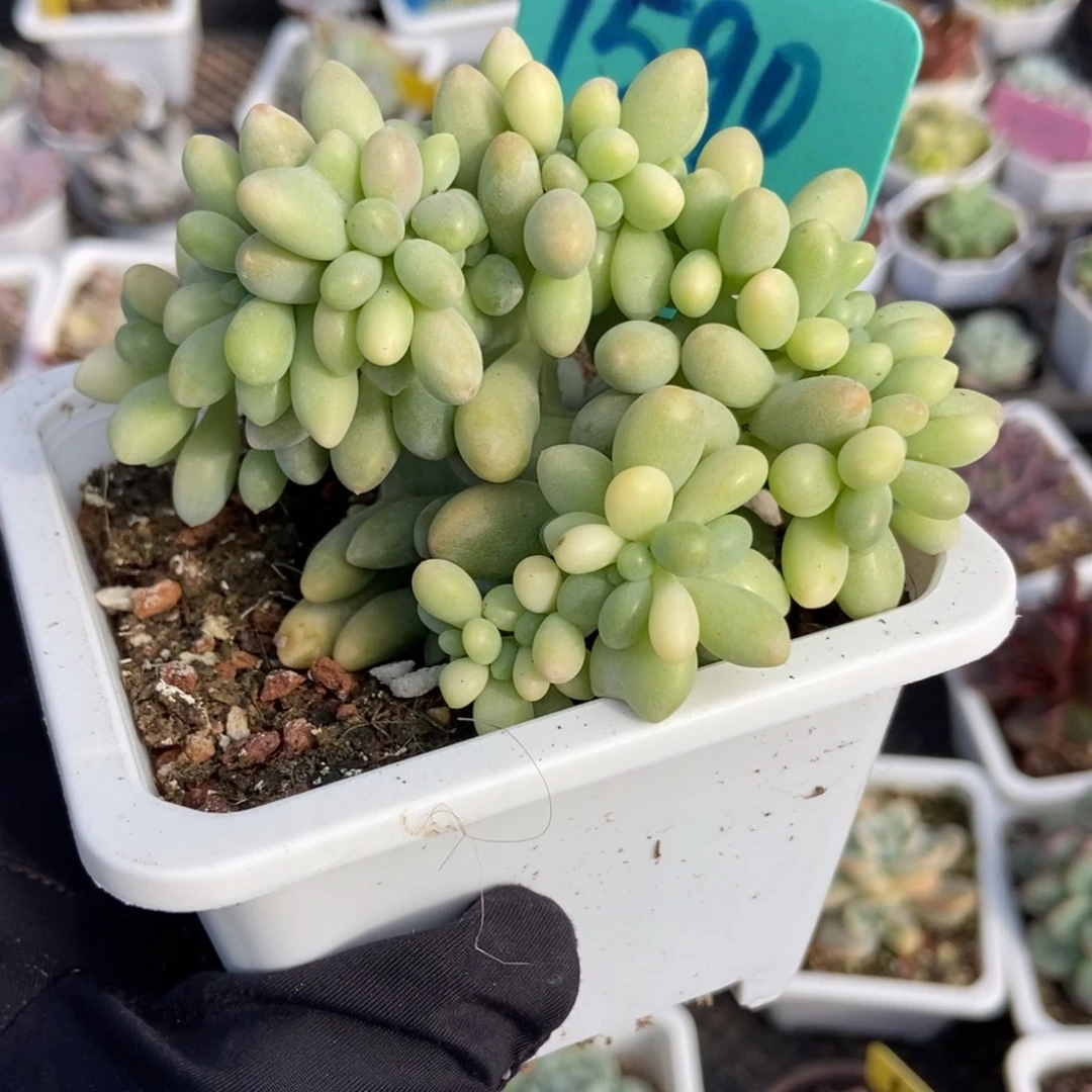 1590汤圆缀多肉植物