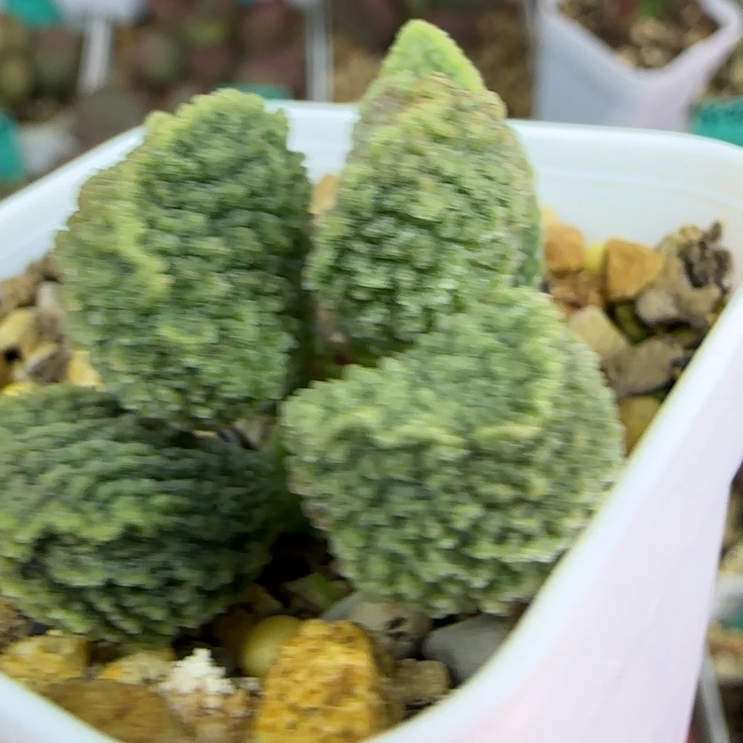 无花朵实生整颗，五方盆