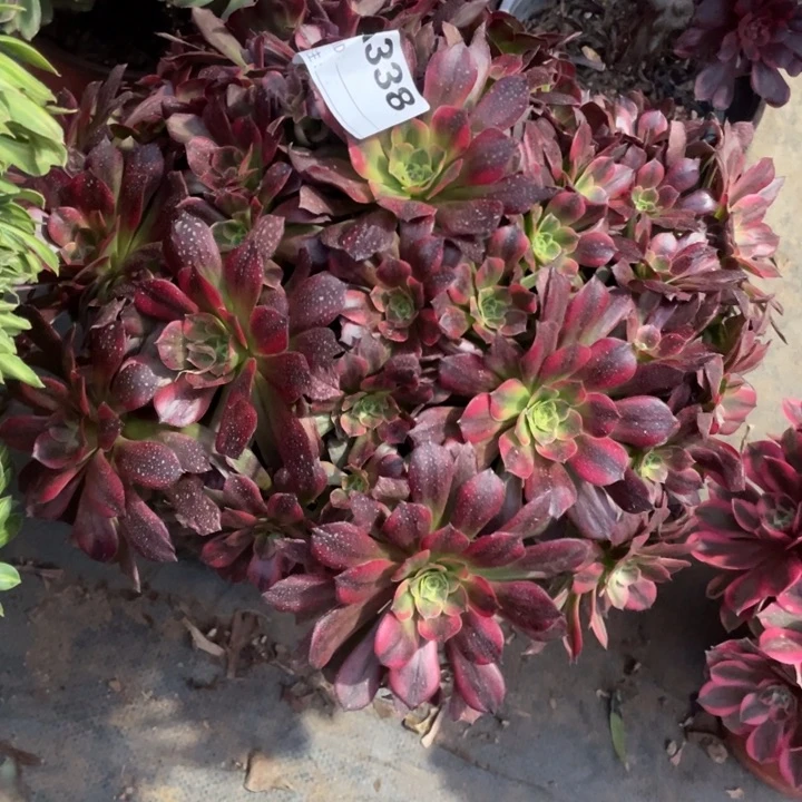 毛*格多肉安纳大法师338