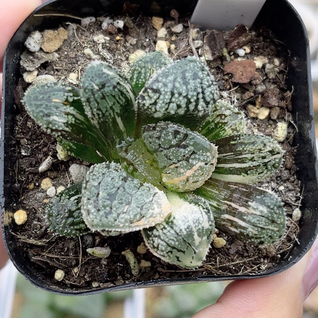 24摩多寿锦福利专场