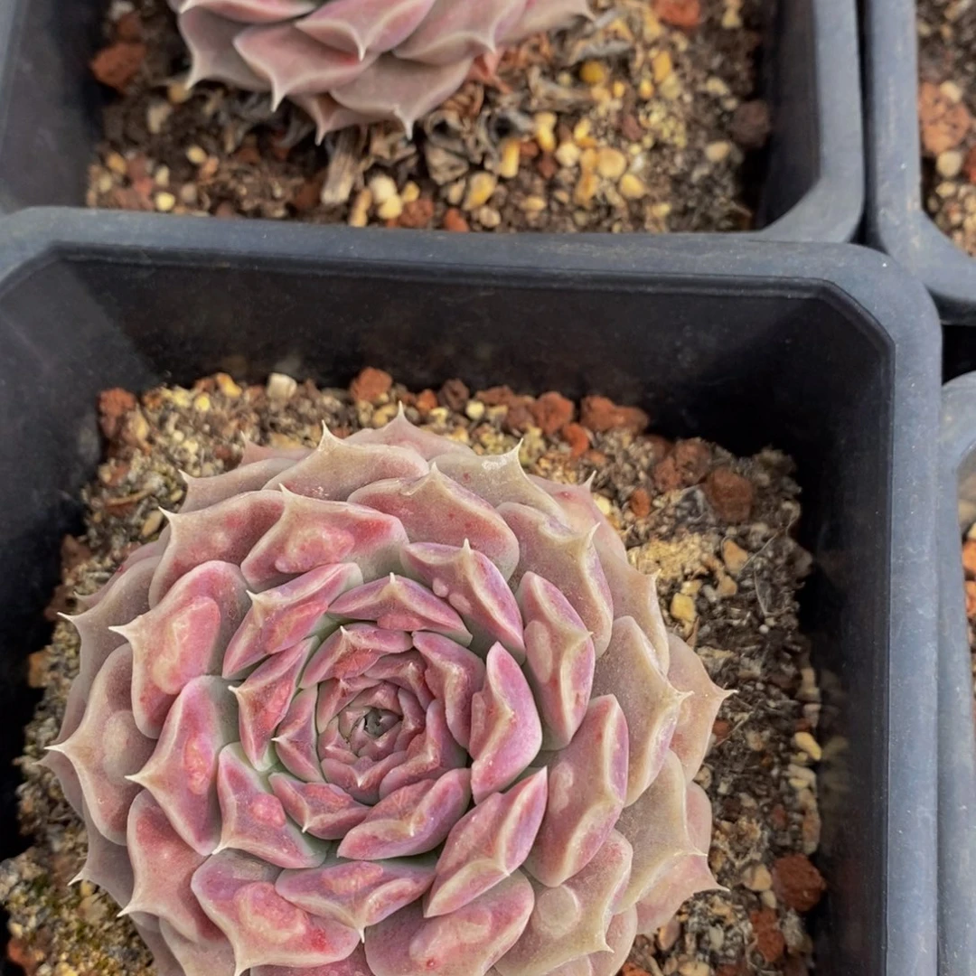 405的人生态度是如此美好