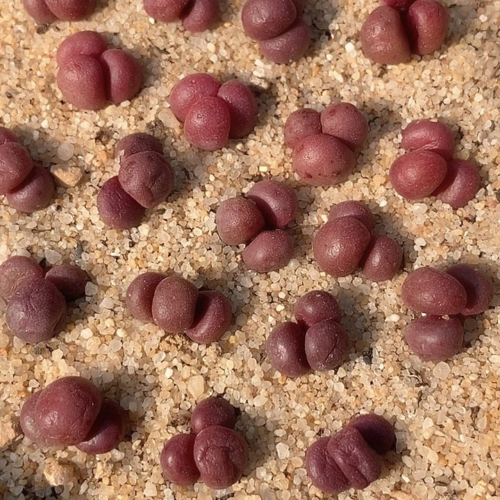 29508三头紫葡萄一颗