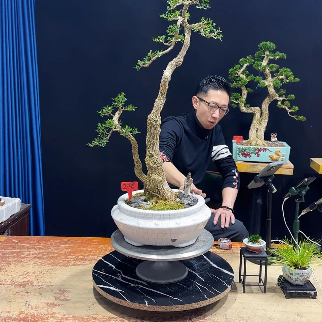 黄杨室内室外盆景艺术