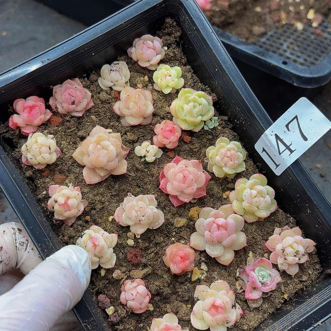 多肉植物多肉植物147