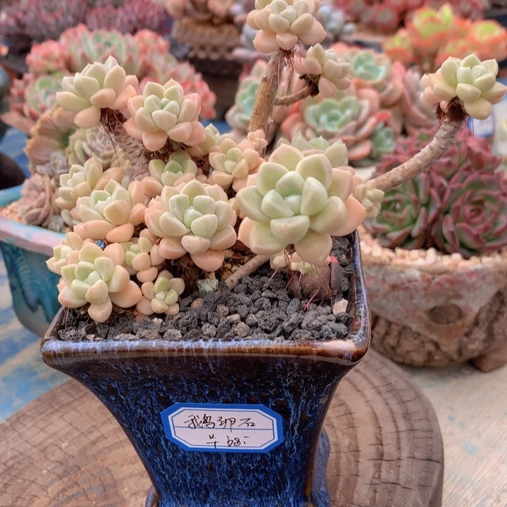 多肉鹅卵石一物一拍